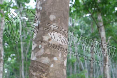 丁腈橡膠行業(yè)2024年重要時(shí)刻