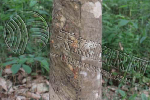 產(chǎn)膠國(guó)持續(xù)高產(chǎn) 有效管理庫(kù)存積壓