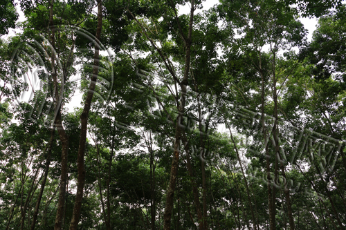 [橡膠百科]膠林下的牧場(chǎng)