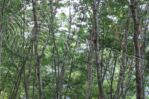 橡膠：短期震蕩運(yùn)行態(tài)勢(shì)或延續(xù)（20250430）