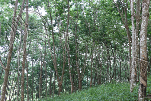 青島地區(qū)天然橡膠市場(chǎng)市場(chǎng)行情小幅走弱（20250422）