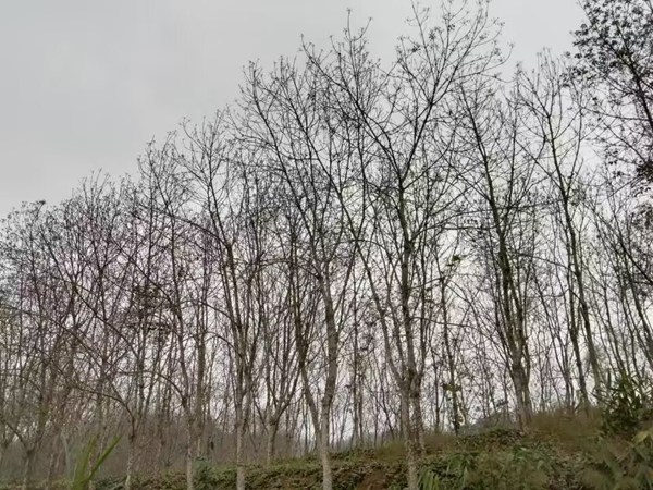 橡膠樹物候、病蟲情（四）.jpg