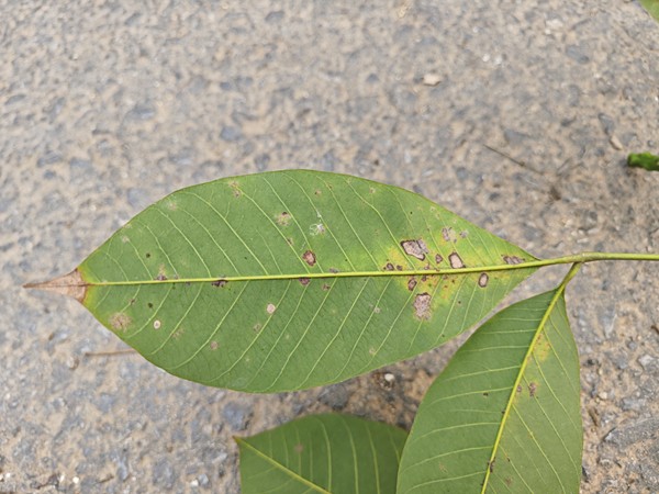 橡膠樹物候、病蟲情五.jpg