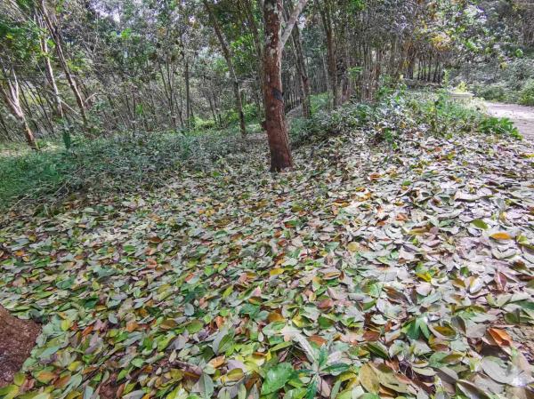 橡膠樹季風(fēng)性落葉病監(jiān)測及防控建議二.jpg