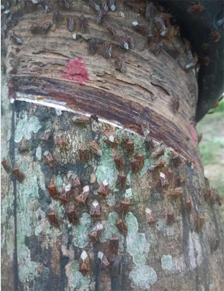 緬甸天然橡膠樹上未知蝽象暴發(fā)聚集五.png