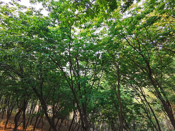 西雙版納地區(qū)（景洪）橡膠樹物候（蔡志英供圖）.png